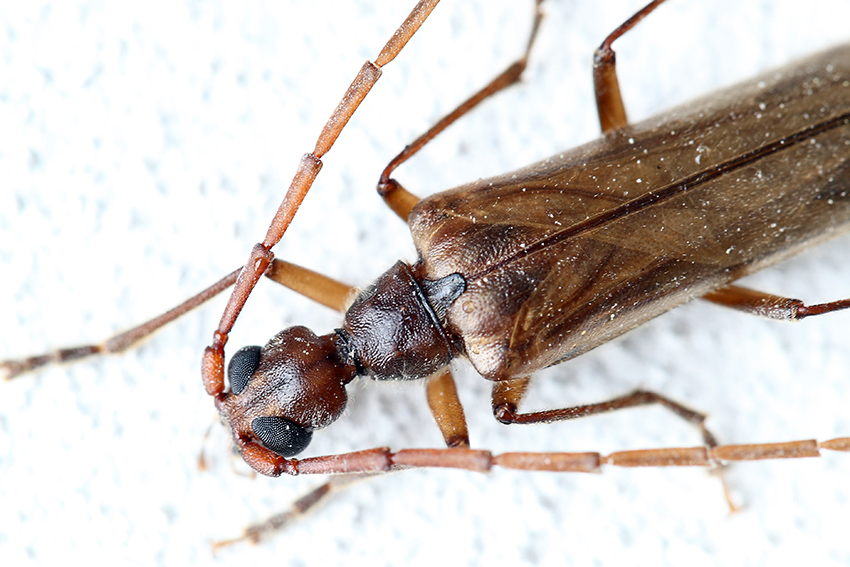 Vesperidae:  Vesperus strepens (= (?) ligusticus sensu Vitali)